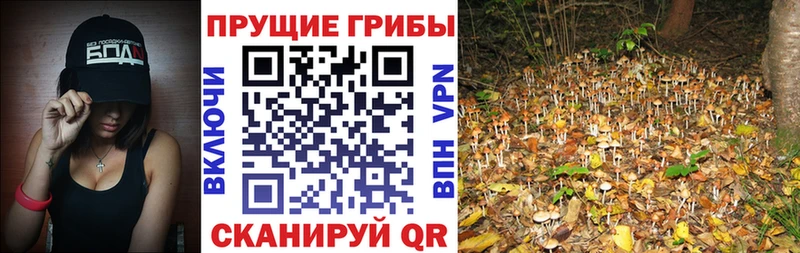 что такое Каменногорск Галлюциногенные грибы Magic Shrooms
